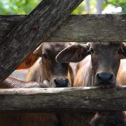 ¡Más de 200 animales salvados! Atención efectiva ante casos de gusano barrenador en Yucatán