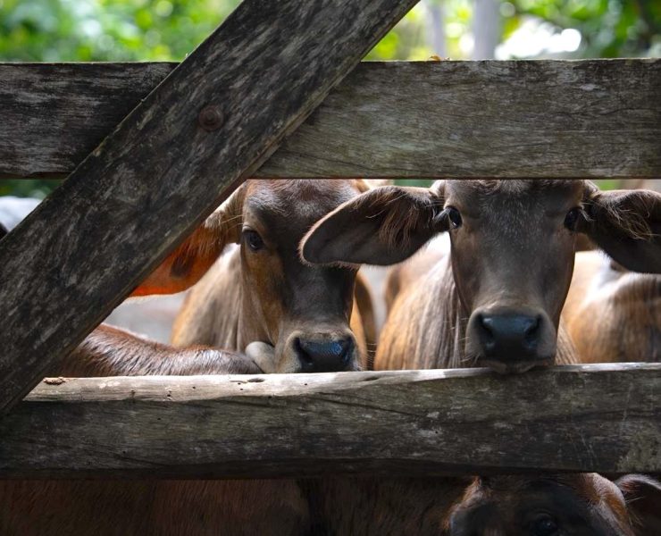 ¡Más de 200 animales salvados! Atención efectiva ante casos de gusano barrenador en Yucatán