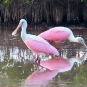 Avistamiento sorprendente de espátulas rosadas en Celestún