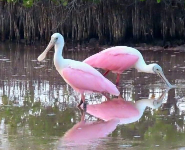 Avistamiento sorprendente de espátulas rosadas en Celestún