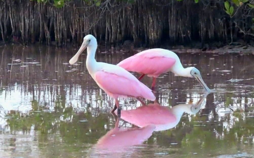 Avistamiento sorprendente de espátulas rosadas en Celestún