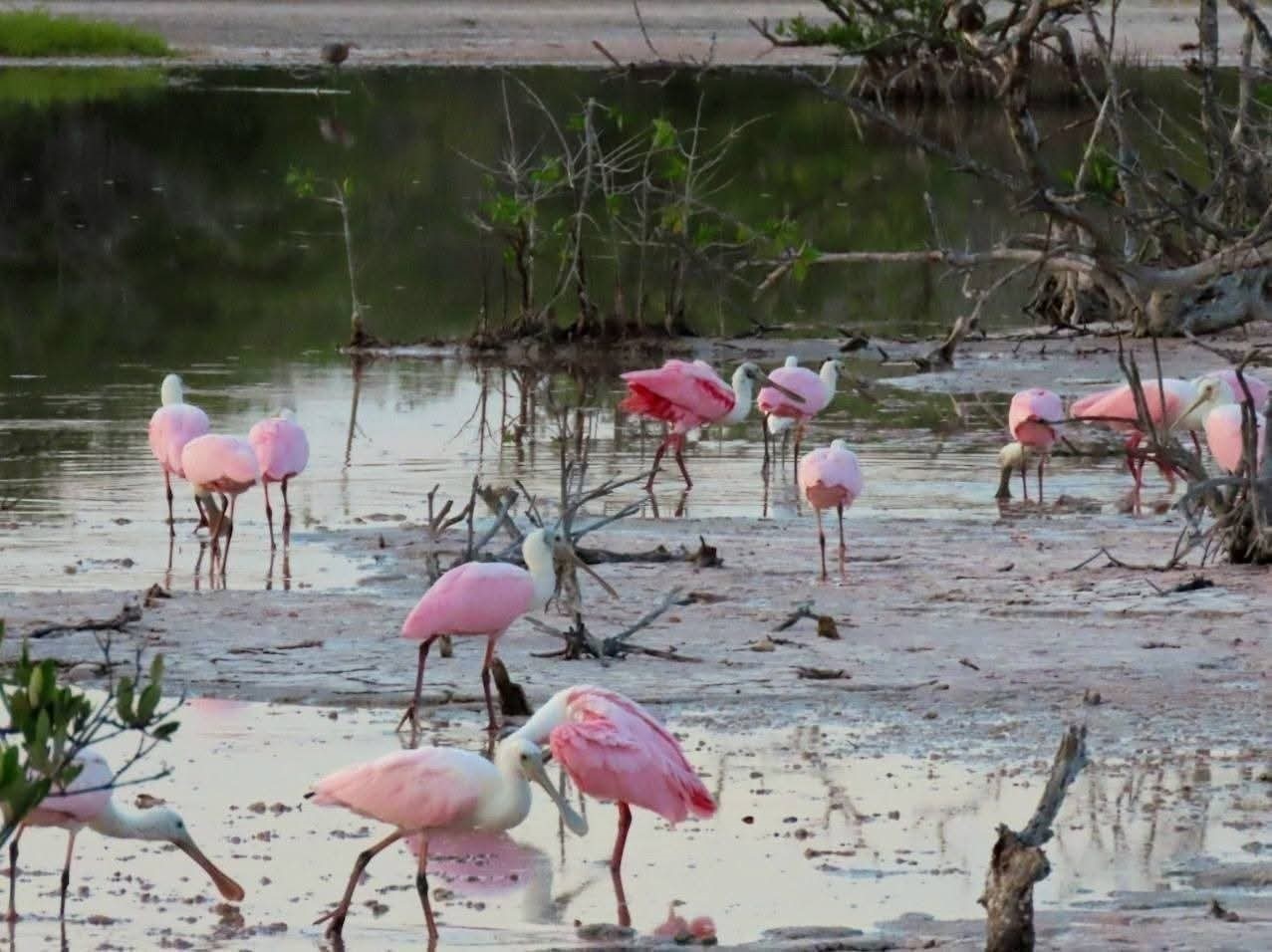 La aparición de estas aves en Celestún demuestra la riqueza ecológica de la región