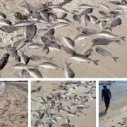 ¡Alarma ambiental! Aparecen más peces sin vida en las costas de Yucatán y crece la preocupación