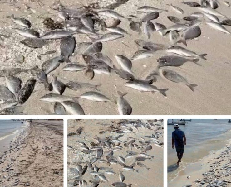 ¡Alarma ambiental! Aparecen más peces sin vida en las costas de Yucatán y crece la preocupación
