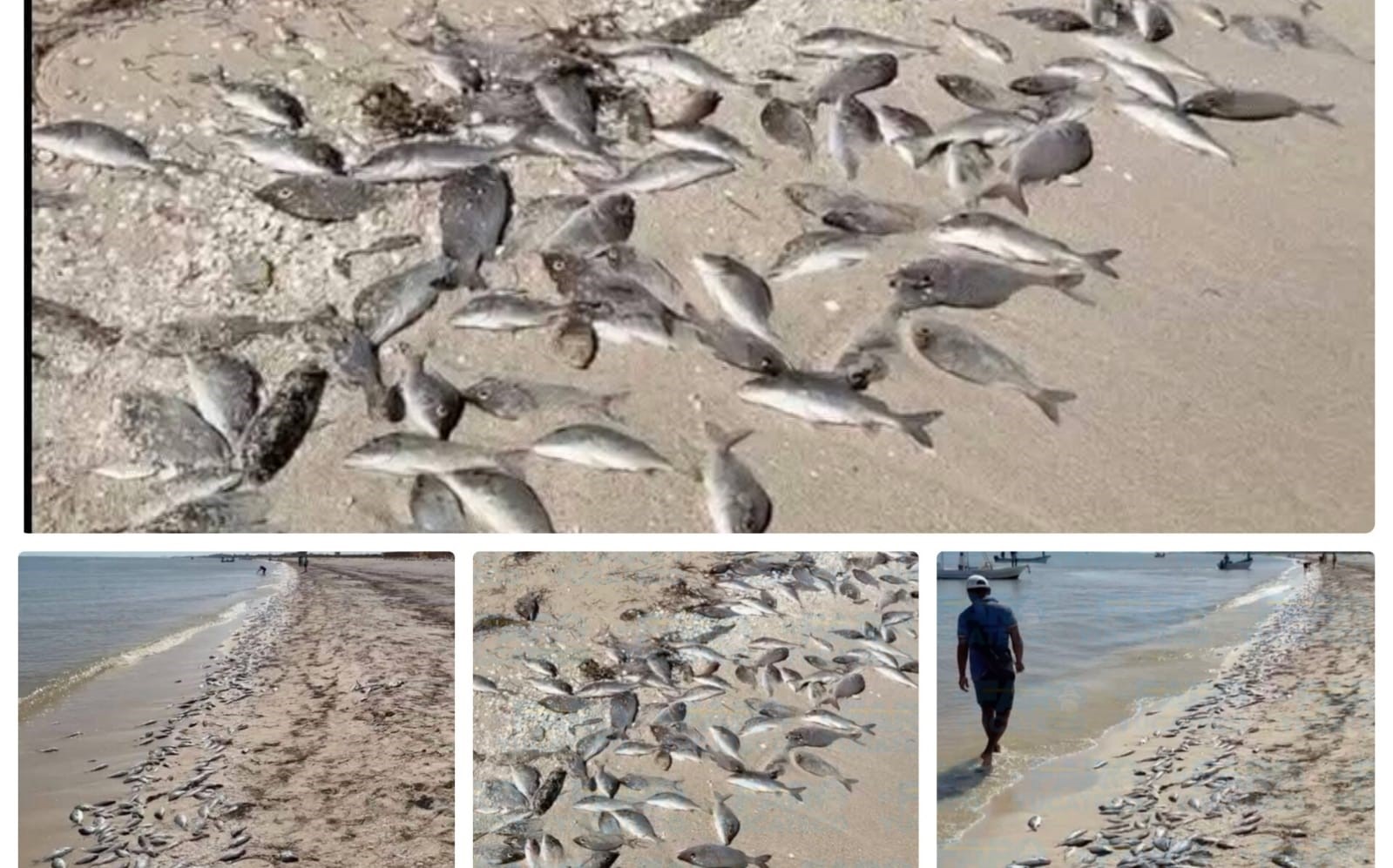 ¡Alarma ambiental! Aparecen más peces sin vida en las costas de Yucatán y crece la preocupación