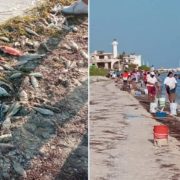 Se recomienda no consumir especies que recalan a la costa: conoce los riesgos