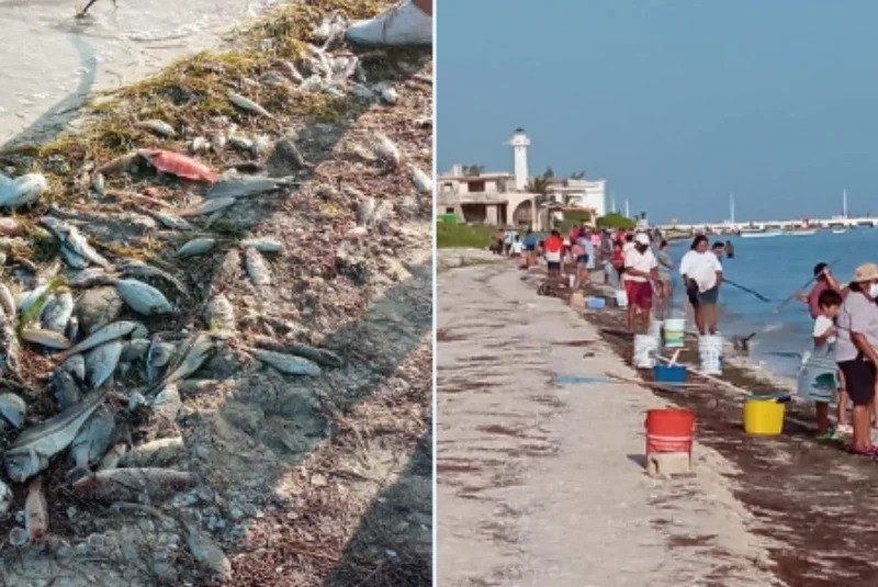 Se recomienda no consumir especies que recalan a la costa: conoce los riesgos