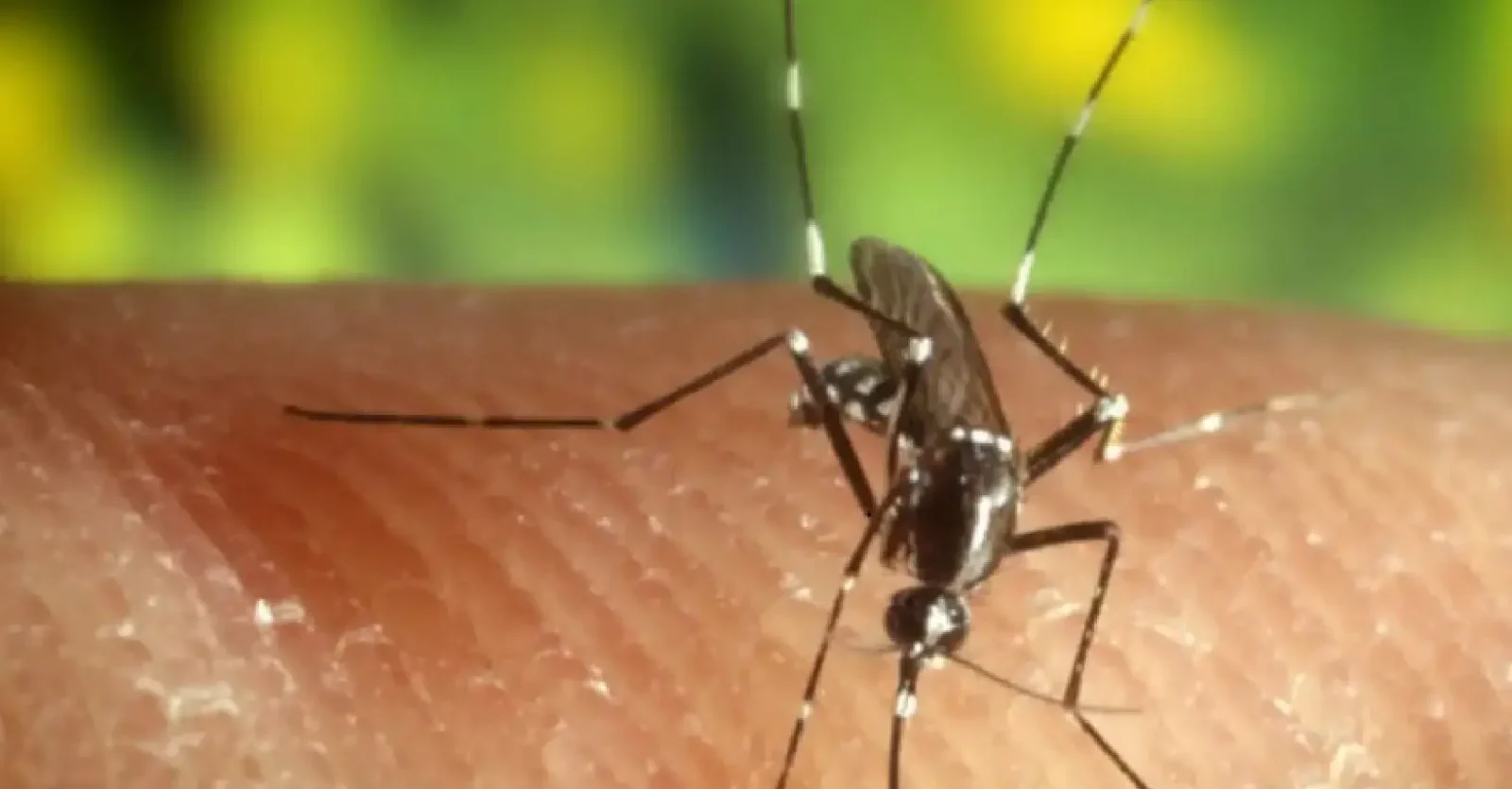 ¿Por qué se celebra el Día Mundial del mosquito