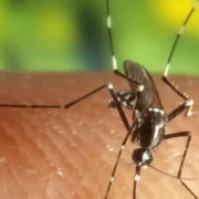 ¿Por qué se celebra el Día Mundial del mosquito