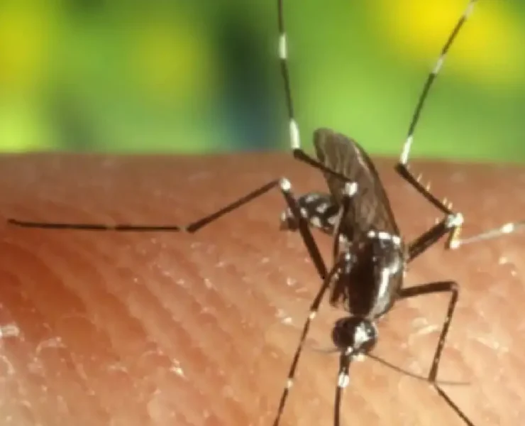 ¿Por qué se celebra el Día Mundial del mosquito
