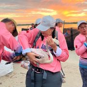 Flamenco del Caribe bajo cuidado especial del Gobierno estatal