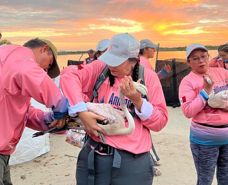 Flamenco del Caribe bajo cuidado especial del Gobierno estatal