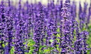 Planta de lavanda.