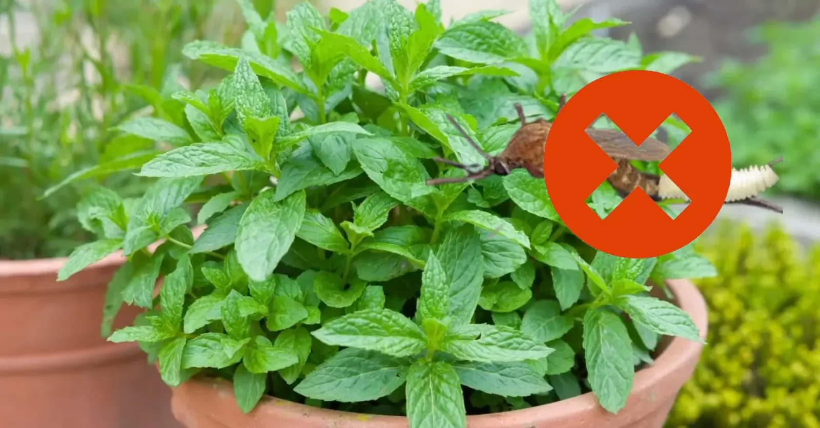 Principales plantas para auyentar los moscos en Yucatán