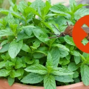 Principales plantas para auyentar los moscos en Yucatán