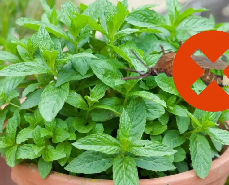 Principales plantas para auyentar los moscos en Yucatán