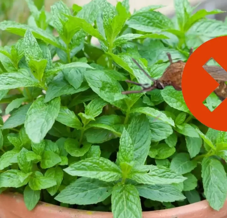 Principales plantas para auyentar los moscos en Yucatán