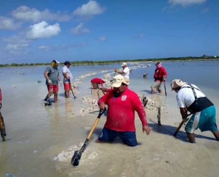 Reverdece la costa: Yucatán lanza plan de reforestación de manglares