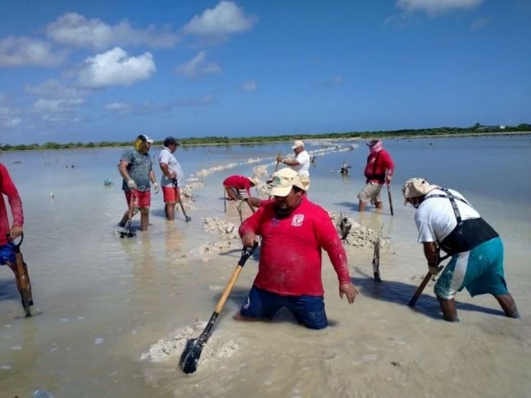 Reverdece la costa: Yucatán lanza plan de reforestación de manglares