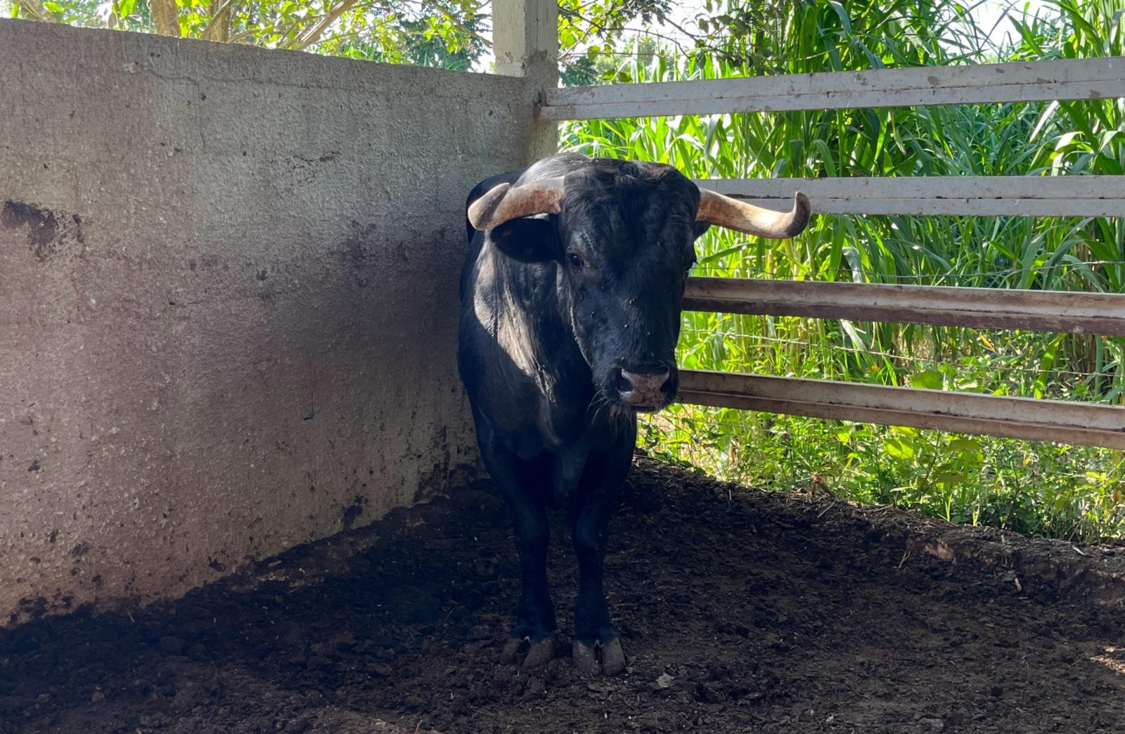 ¡Alerta Sanitaria! ante el repunte de casos de gusano barrenador en Yucatán