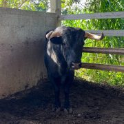 ¡Alerta Sanitaria! ante el repunte de casos de gusano barrenador en Yucatán