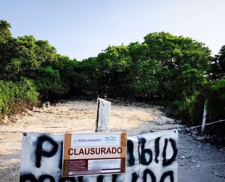 ¡Ecocidio en Chicxulub! Clausuran predios por destruir manglares