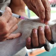 Refuerzan acciones en Yucatán para cuidar la salud y el bienestar de los animales ¡Una cruzada que transforma comunidades!