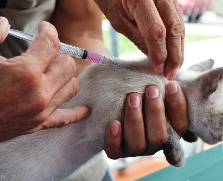 Refuerzan acciones en Yucatán para cuidar la salud y el bienestar de los animales ¡Una cruzada que transforma comunidades!