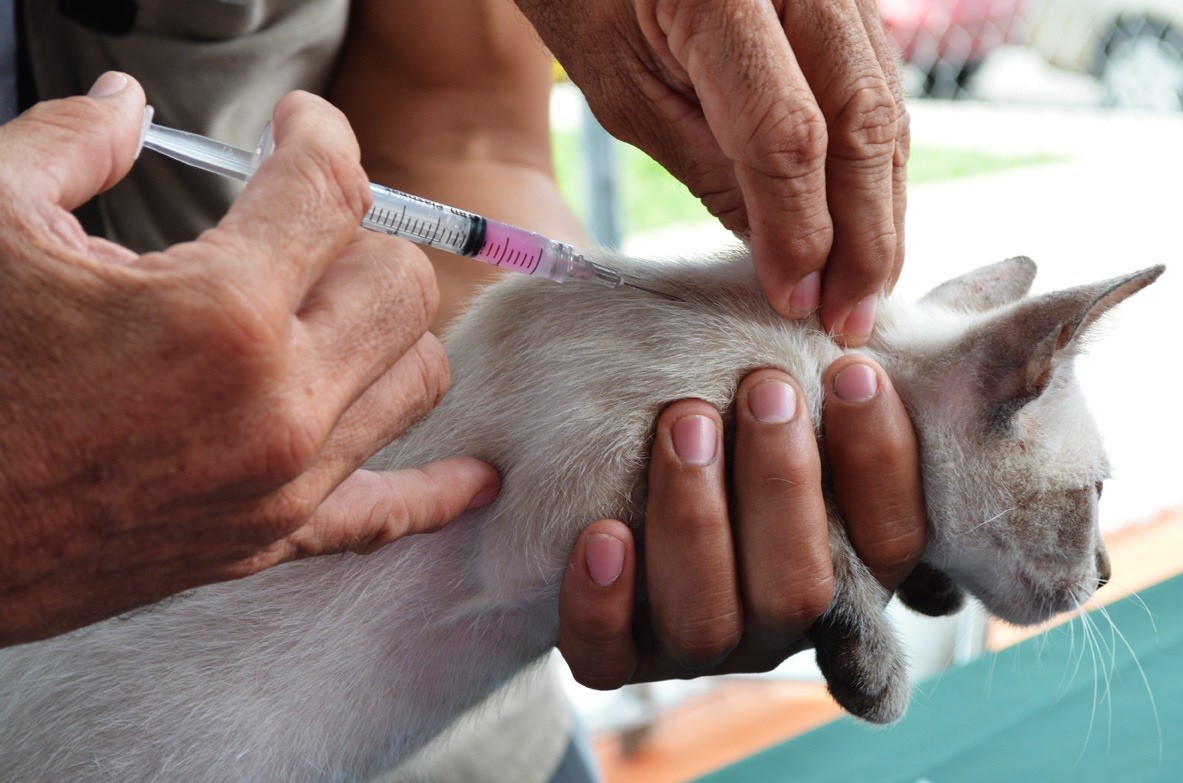 Refuerzan acciones en Yucatán para cuidar la salud y el bienestar de los animales ¡Una cruzada que transforma comunidades!