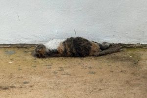 Vecinos de Gran San Pedro Cholul denuncian el envenenamiento masivo de animales, dejando varias mascotas sin vida y a la comunidad en alerta.