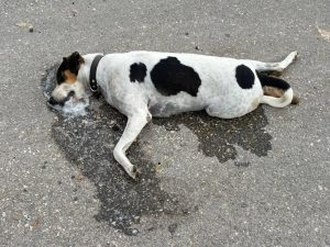 Autoridades municipales y asociaciones protectoras se unen para investigar el envenenamiento masivo de animales y prevenir nuevos casos en Mérida.