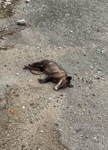 Habitantes exigen justicia y mayor vigilancia tras el envenenamiento masivo de animales que ha conmocionado a toda la comunidad de Mérida.