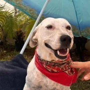 Impactante envenenamiento masivo de animales alarma Mérida