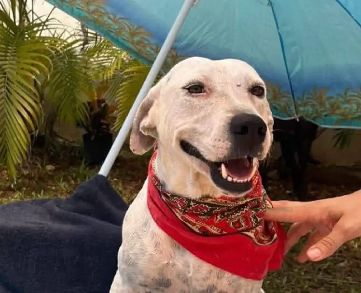 Impactante envenenamiento masivo de animales alarma Mérida