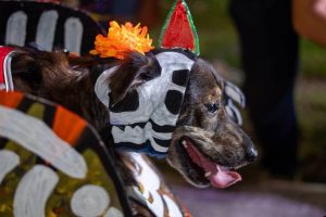 El Corralito de Adopción y el Mercadito Pet Friendly reunieron a familias y asociaciones, fortaleciendo la conciencia animalista durante el evento que fue todo un éxito el Pixán Peek en Mérida.