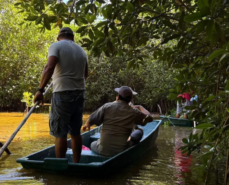 Recuperación de Manglares en Yucatán Familias de Sisal hacen historia