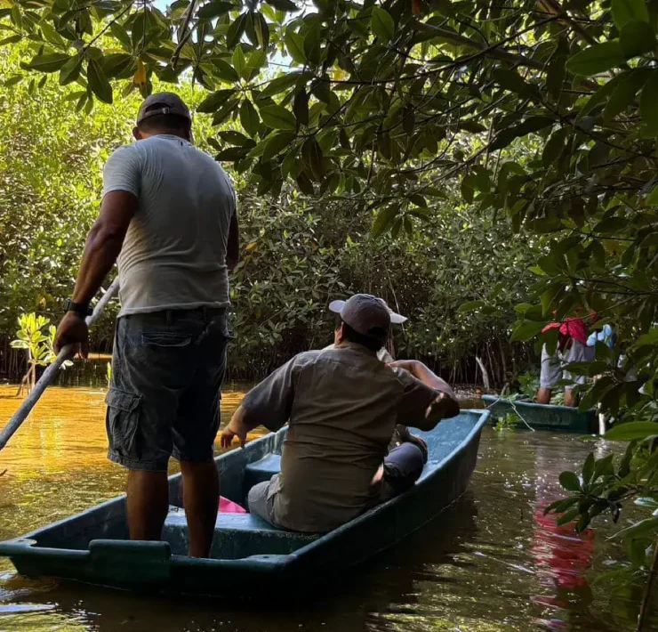 Recuperación de Manglares en Yucatán Familias de Sisal hacen historia