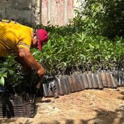 Renacimiento Verde en Yucatán: ¡Impactante avance en el oriente yucateco!
