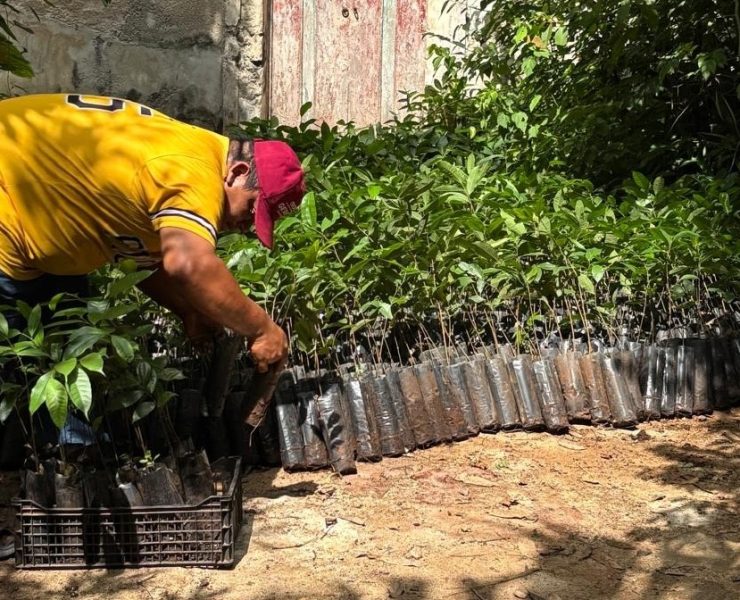 Renacimiento Verde en Yucatán: ¡Impactante avance en el oriente yucateco!