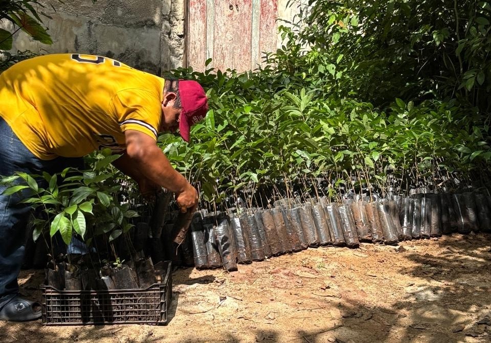 Renacimiento Verde en Yucatán: ¡Impactante avance en el oriente yucateco!