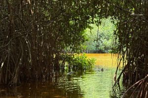Familias de Sisal participan activamente en la Recuperación de Manglares en Yucatán, fortaleciendo la biodiversidad y la unidad comunitaria.