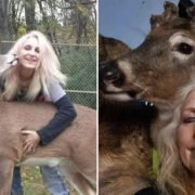 Impactante: Activista fallece al ser atacada por el venado que intentó proteger