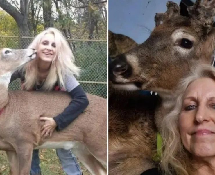 Impactante: Activista fallece al ser atacada por el venado que intentó proteger