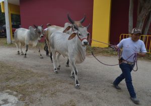 El amanecer tras la multitud deja ver el esfuerzo de quienes revisan corrales y cuidadores de animales para mantener viva la tradición en Xmatkuil 2025.