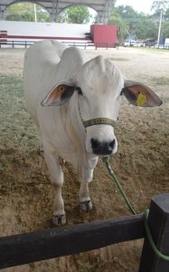 Ejemplar Nelore presentado durante la Competencia de ejemplares bovinos de la raza Nelore en la Feria Internacional de Ganadería Tropical Xmatkuil 2025, destacando su porte, genética y adaptabilidad.