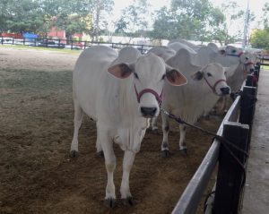 Criadores yucatecos presentan con orgullo sus ejemplares en la Competencia de ejemplares bovinos de la raza Nelore, demostrando el alto nivel genético alcanzado en la región.