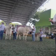 Detalles destacados de la Competencia de ejemplares bovinos de la raza Nelore