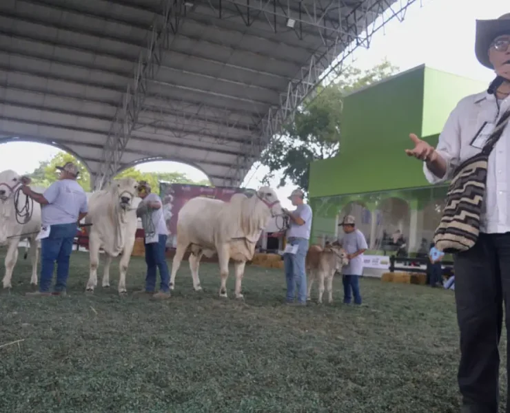 Detalles destacados de la Competencia de ejemplares bovinos de la raza Nelore