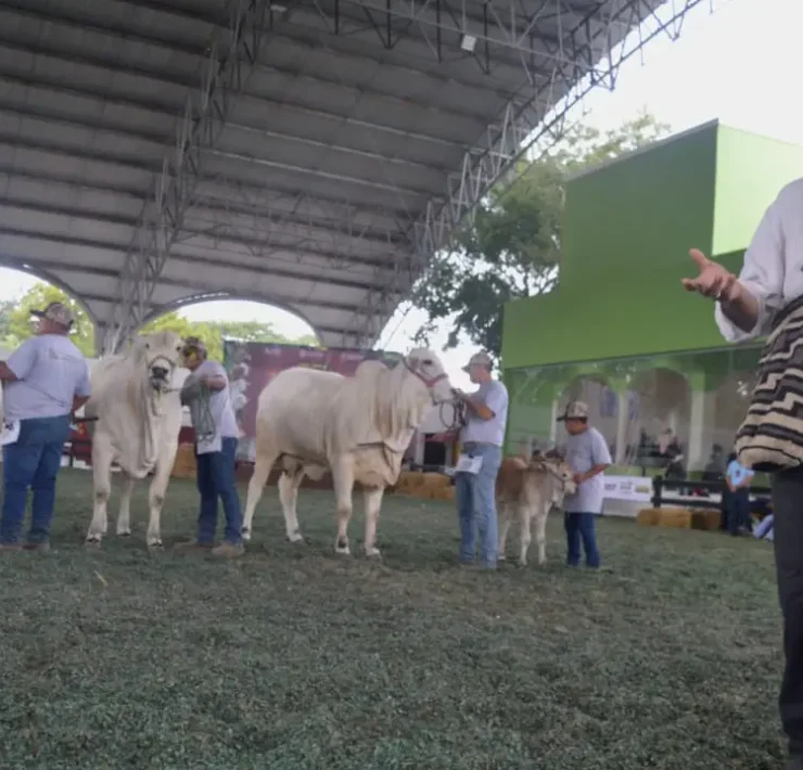 Detalles destacados de la Competencia de ejemplares bovinos de la raza Nelore