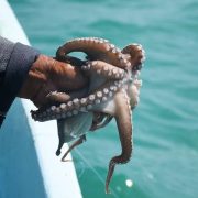 El pulpo maya de Yucatán busca conquistar el mundo con certificación internacional